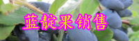 藍(lán)靛果幾年可結(jié)果？怎樣種植?市場前景如何？