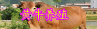 在農(nóng)村養(yǎng)黃牛怎么樣？養(yǎng)一頭的成本和利潤(rùn)有多少？