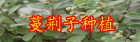 蔓荊子有哪些功效與作用？市場(chǎng)價(jià)格大約多少錢一斤？