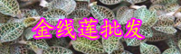 “藥王”金線蓮種植賺錢嗎？和銀線蓮有什么不同？