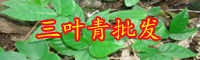 農(nóng)村自家果園種植什么草效益好？種白三葉和紫花苜蓿有錢賺嗎？