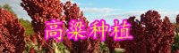 面對(duì)產(chǎn)業(yè)集中度低、種植戶數(shù)量眾多的國(guó)產(chǎn)高粱，機(jī)遇在哪里?