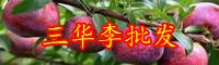 夏季果王“三華李”價(jià)格多少錢一斤？種植幾年可掛果？