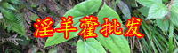 淫羊藿多少錢一斤？泡水喝有什么好處？