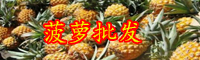 2020年云南菠蘿的價(jià)格是多少錢一斤？種植方法要點(diǎn)有哪些？