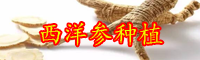 云南西洋參價(jià)格多少錢一斤？生長(zhǎng)周期是多久？