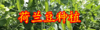 云南現(xiàn)在荷蘭豆價(jià)格多少錢一斤？種植要點(diǎn)有哪些？