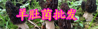 云南羊肚菌價(jià)格多少錢(qián)一斤？為什么這么貴？