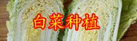 云南白菜（苗）價(jià)格多少錢一斤？種植前景怎么樣？