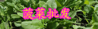 云南菜的別名叫什么？今日價(jià)格是多少錢一斤？