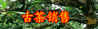 2019年云南古樹(shù)茶多少錢(qián)一斤？產(chǎn)地在哪里？