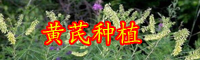 云南藥材黃芪別名叫什么？?jī)r(jià)格大概多少錢一斤？