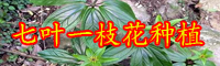 云南七葉一枝花苗價(jià)格是多少錢？要怎么栽種？