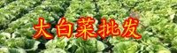 云南大白菜價(jià)格現(xiàn)低谷是怎么回事？現(xiàn)在多少錢一斤？