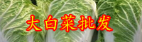 云南大白菜價格現(xiàn)低谷是受什么影響？新批發(fā)價格在多少錢一斤？