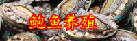 云南鮑魚賣出白菜價(jià)是啥情況？一只賣多少錢？