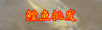 云南鰉魚多少錢一斤？和鱘魚有什么區(qū)別？