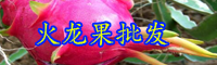 云南“長(zhǎng)壽果”火龍果一年開幾次花？結(jié)幾次果？