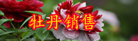 云南牡丹花苗價(jià)格多少錢一棵？什么時(shí)候種植？