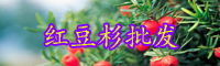 云南淺根植物紅豆杉樹苗多少錢一棵？怎么種植和養(yǎng)護？