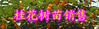 云南桂花樹什么時(shí)候開花?多少錢一棵?