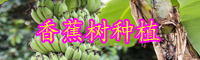 云南“草本植物”香蕉樹苗價格多少錢一棵？