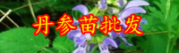 云南多年生草本植物丹參種苗多少錢(qián)一棵？