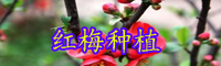 云南落葉小喬木紅梅樹(shù)小苗價(jià)格大概多少錢(qián)一棵？