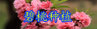 云南喬木碧桃通常什么時(shí)候開(kāi)花？