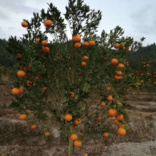 沙糖桔一般什么時候栽種？促花技術性關鍵點有什么？