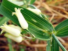 黃精栽種一畝項目投資是多少成本費？種植前景怎樣？圖3