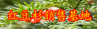 “綠色植物金子”紅豆杉如何養(yǎng)？常見問題有什么？