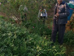 花椒全新報價多少錢一斤？種植前景如何？圖2