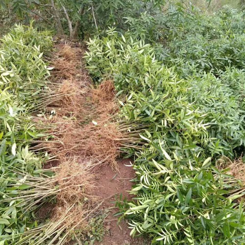 花椒樹的種植技術(shù)是啥？價格多少錢一棵？