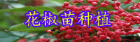 “香辛調(diào)味品”青花椒如何種？栽種經(jīng)濟(jì)效益如何？