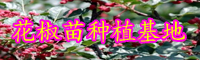 “蕓香科”花椒樹有哪些病害？病發(fā)病癥是啥？預(yù)防方式有什么？