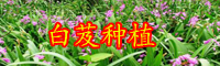 紫花三叉白芨苗生產(chǎn)-基地批發(fā)