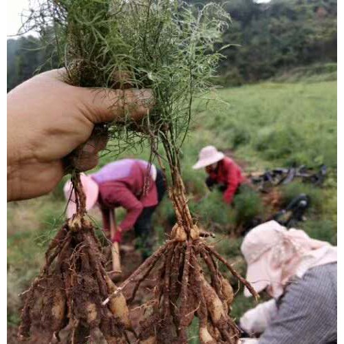 云南哪里有天冬批發(fā)_天冬種子種植技術(shù)