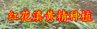 黃精的銷售市場(chǎng)價(jià)格多少？泡茶喝的作用有什么？