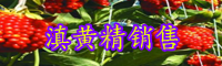 黃精栽種一畝項(xiàng)目投資是多少成本費(fèi)？種植前景怎樣？