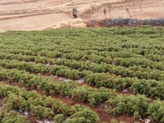 驅(qū)蚊草（又名香葉天竺葵）種子種植銷售苗圖2