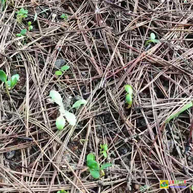 種花椒賺錢嗎？花椒種植的利潤與投資成本及前景預(yù)測(cè)