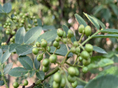 目前花椒樹栽培技術(shù)有哪些?花椒樹栽培基地銷售圖2