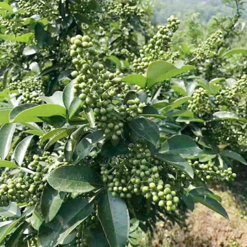 產(chǎn)地云南花椒種植的方法及注意事項(xiàng)