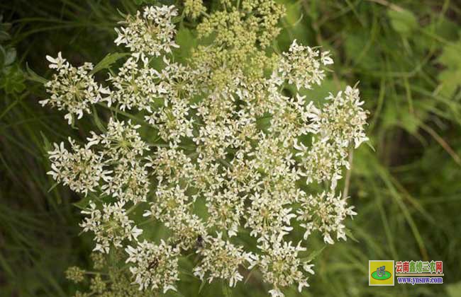 羌活種植技術(shù)