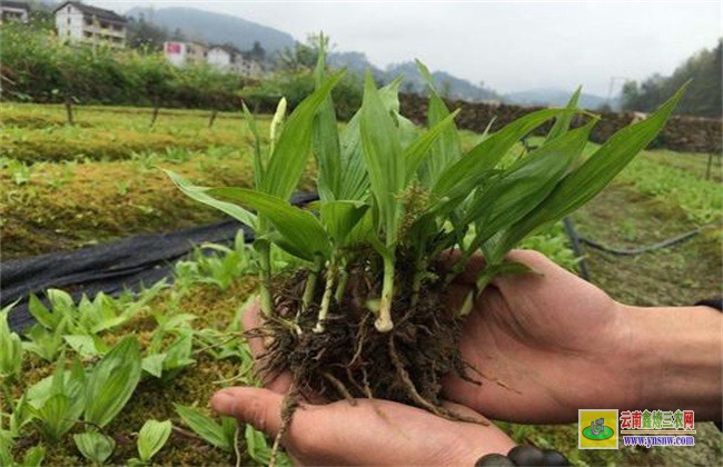 白芨 種植風(fēng)險