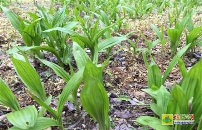 白芨 種植風(fēng)險