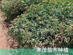 云南花椒苗*價(jià)格一般多少錢一棵？好種嗎？附高產(chǎn)種植技術(shù)資料圖2