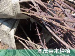 弱刺云南花椒苗*價(jià)格多少錢(qián)一棵?一畝地需要多少?圖2