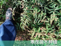 弱刺云南花椒苗*價(jià)格多少錢(qián)一棵?一畝地需要多少?圖3